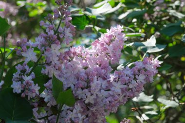 Zarif leylak çiçekleri parlak güneş ışığı altında canlı bir bahçede serpilir..