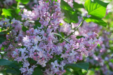 Parlak güneş ışığında açan leylak çiçekleri baharı kutluyor..