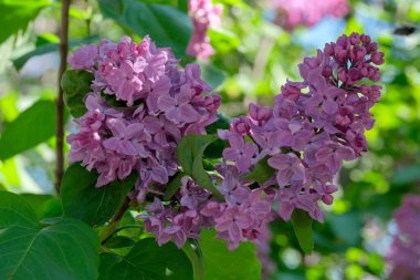 Mor leylak çiçekleri bahar güneşinde yemyeşil ortamda gelişir..