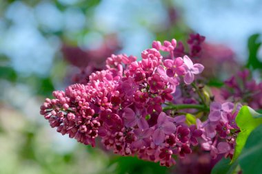 Yumuşak pembe leylaklar güneşli bir bahar gününde güneşlenirler..