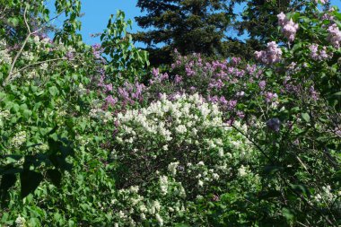 Canlı leylak ve beyaz çiçekler bir bahçede göz kamaştırıcı bir görüntü yaratır..