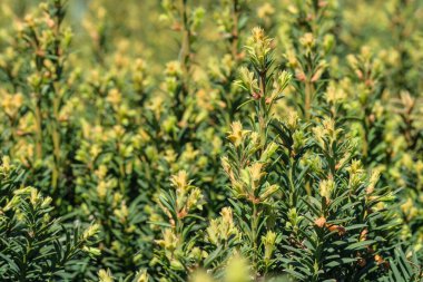 Berrak gökyüzünün altında güneşlenen canlı çalılıklardan yeni yapraklar çıkar..