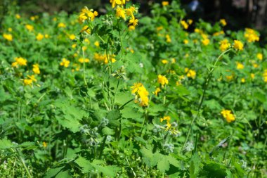 Güneşin altında açan sarı çiçeklerle dolu canlı bir çayır..