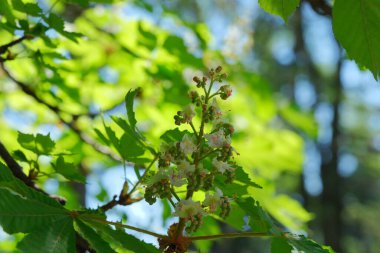 Parlak beyaz çiçekler açık gökyüzünün altındaki canlı yeşil yapraklardan çıkar..