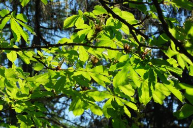 Parlak yeşil yapraklar, huzurlu bir ormanda gün ışığında parıldıyor..