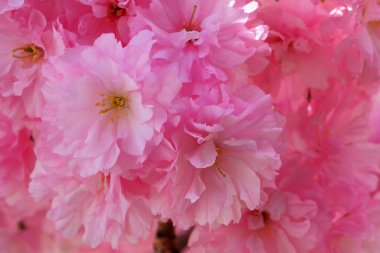 Narin pembe çiçekler canlı bir şekilde açar, havayı tatlı bir kokuyla doldurur..