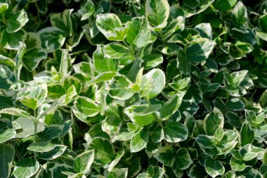 Canlı yeşil yapraklar güneşin altında parıldıyor canlı bir bahçede..