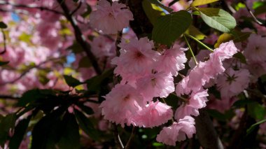 Yumuşak pembe kiraz çiçekleri dalları süslüyor, baharın gelişini kutluyor..