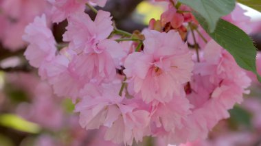 Narin pembe kiraz çiçekleri dalları huzurlu bir bahar ortamında doldurur..