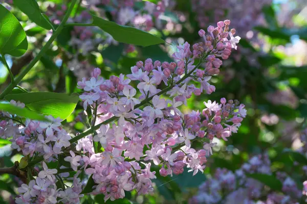 Narin leylak çiçekleri, huzurlu bir bahçede ılık güneş ışığı altında çiçek açar..