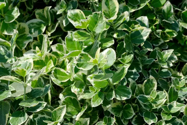 Canlı yeşil yapraklar güneşin altında parıldıyor canlı bir bahçede..