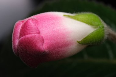 Yumuşak pembe bir çiçek tomurcuğu ortaya çıkar, alacakaranlıkta doğanın güzelliğini gösterir..