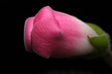 Narin pembe çiçek tomurcuğu yumuşak renklerle ortaya çıkar, karanlığa zıt olarak..