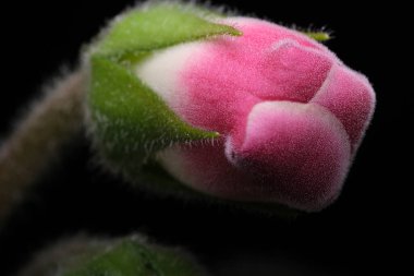 Yumuşak pembe bir çiçek tomurcuğu zarif bir şekilde dinleniyor, yakında canlı yaprakları ortaya çıkarmaya hazır..