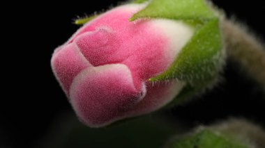 Yeşil yapraklarla çevrili yumuşak pembe gül goncası dingin güzellikte çiçek açmaya hazır..