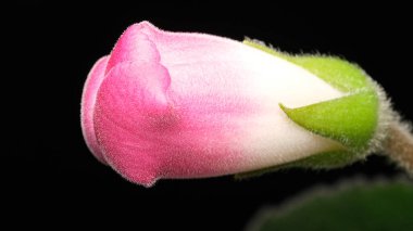 Çiçek açmaya hazır güzel pembe çiçek tomurcuğu, karmaşık dokular ve renkler sergiliyor.