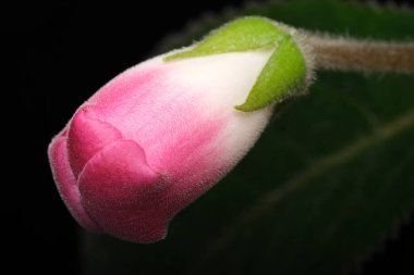 Çiçek açmaya hazır narin pembe çiçek tomurcuğu, yemyeşil yaprakların arasında yuvalanmış..
