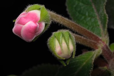 Akşam ışığında yemyeşil yapraklardan yumuşak pembe ve beyaz tomurcuklar çıkar..