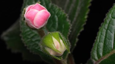 Canlı pembe ve yeşil çiçek tomurcuklarının yemyeşil yapraklara yakın görüntüsü.