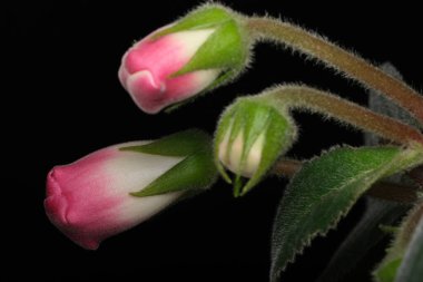 Yumuşak pembe çiçek tomurcukları yavaşça dengelenmiş, karanlığın altında çiçek açmaya hazır..