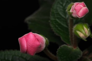 Hassas pembe tomurcuklar, doğanın zarafetini gösteren karanlık bir arka planda çiçek açmaya başlar..