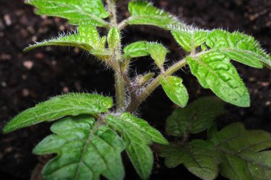 Tohumlar canlı yapraklarla bezenir, bir bahçe yatağında güneş ışığını emer..