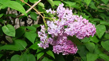 Narin leylak çiçekleri taze yeşil yapraklarla çevrili güzelliklerini sergiler..