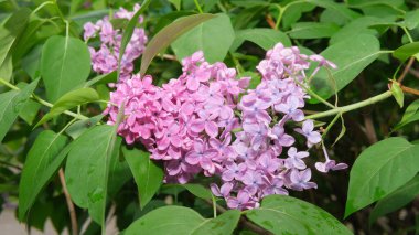 Çiçek açan leylak demetleri pembe ve mor renklerde yemyeşil yapraklar arasında açar..