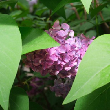 Canlı leylak çiçekleri güneşli bir bahar gününde yeşil yaprakların arasında yavaşça ortaya çıkar..