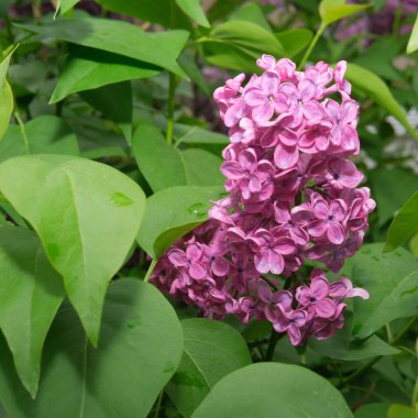 Yumuşak güneş ışığı altında canlı yeşil yaprakların arasında çiçek açan leylak çiçekleri..