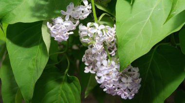 Yumuşak leylak çiçekleri yemyeşil yapraklardan çıkar, dingin bir bahar anını yakalar.