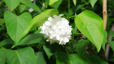 Narin beyaz yapraklar yemyeşil yapraklardan çıkar, doğanın güzelliğini gözler önüne serer..
