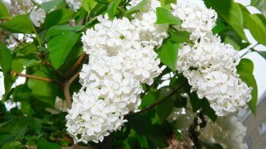 Narin beyaz leylak çiçekleri ılık bir bahar gününde bahçeyi güzel kokuyla doldurur..