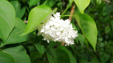 Cennetin beyaz çiçekleri, bereketli yeşil yaprakların arasından süzülüyor..