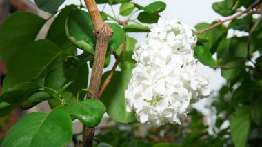 Narin beyaz leylak çiçekleri bahar mevsiminde canlı yeşil yapraklar arasında ortaya çıkar..