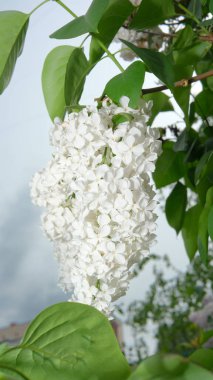 Bulutlu bir günde yeşil yaprakların arasında açan beyaz leylak demetleri..