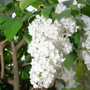 Narin beyaz leylak çiçekleri zarif bir şekilde yemyeşil yapraklardan dökülür..