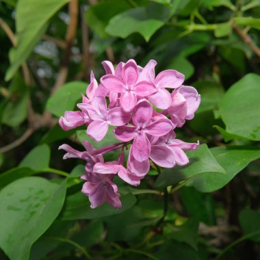 Zarif pembe leylak demetleri yemyeşil yapraklarla çevrili ileri doğru fışkırır..