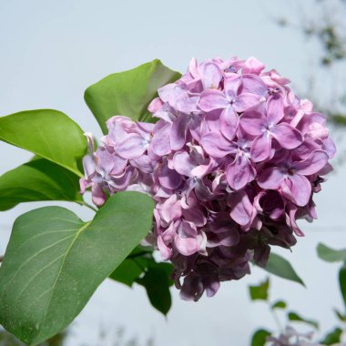 Canlı leylak çiçekleri zarif bir şekilde baharın açık mavi gökyüzünün altında açar..