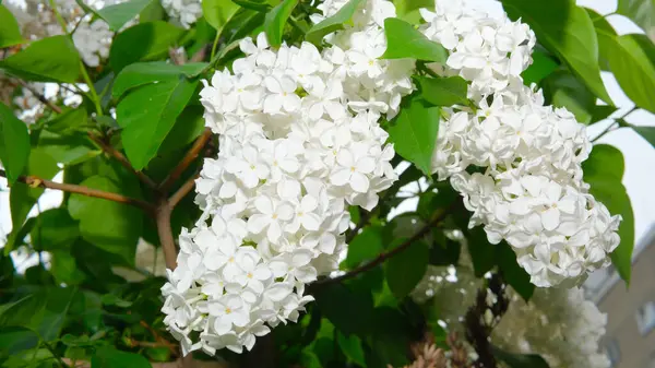 Narin beyaz leylak çiçekleri ılık bir bahar gününde bahçeyi güzel kokuyla doldurur..