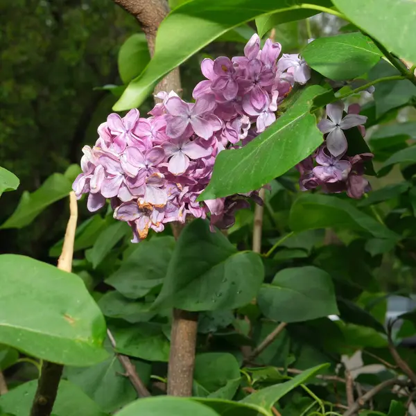 Narin leylak çiçekleri yemyeşil yaprakların arasında ortaya çıkar ılık bir bahar gününde..