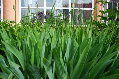 Canlı yeşil yapraklar pencerenin etrafında gelişir, canlı bir bahar atmosferini yansıtır..