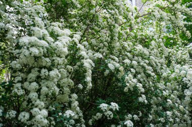 Parlak beyaz çiçekler, yumuşak güneş ışığı altında canlı bir bahçede çarpıcı bir görüntü oluşturur..
