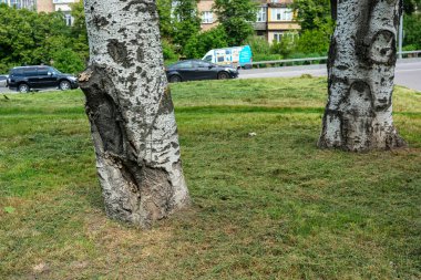 İki desenli ağaç gövdesi şehir yolu boyunca taze kesilmiş çimlerin yanında yükselir..