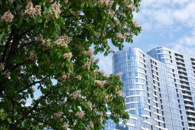 Mavi gökyüzünün altındaki modern bir binanın yanındaki ağaçları yeşil yapraklar ve beyaz çiçekler süslüyor..