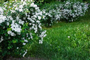 Canlı bir bahçede narin beyaz çiçekler güneşli bir günde huzurlu yürüyüşlere davet eder..