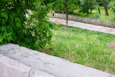 Neşeli bir köpek güneşli bir öğleden sonra canlı bir parkta yemyeşil çimlerde koşar..