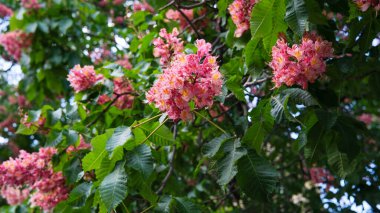 Dışarıda güneşli bir günde yemyeşil yaprakların arasından pembe renkte çiçekler açar..