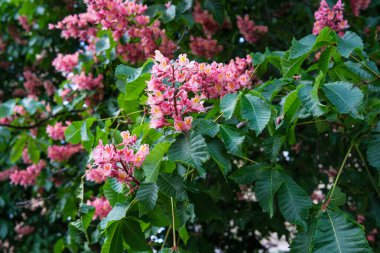Kümelenmiş pembe çiçekler baharda at kestanesi dallarında güzel çiçek açar..