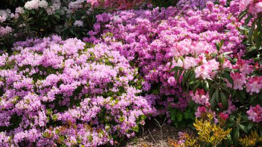 Güzel pembe açelyalar güneş ışığıyla dolu huzurlu bir bahçe ortamında zengince çiçek açarlar..